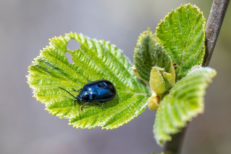 Natural pest control