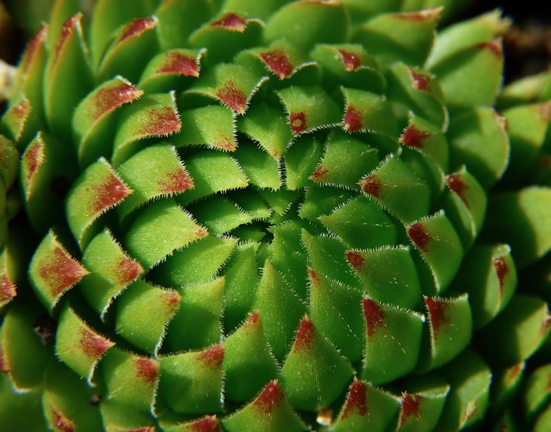 Succulents selection