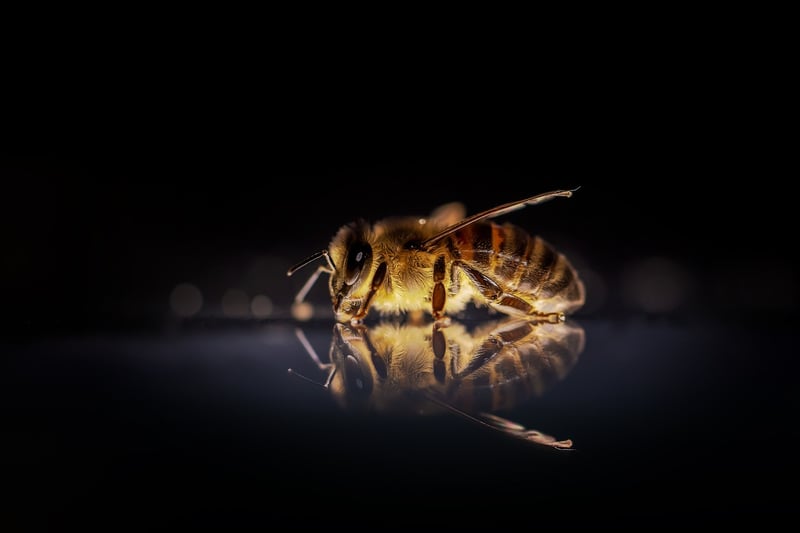 Bee on a flower