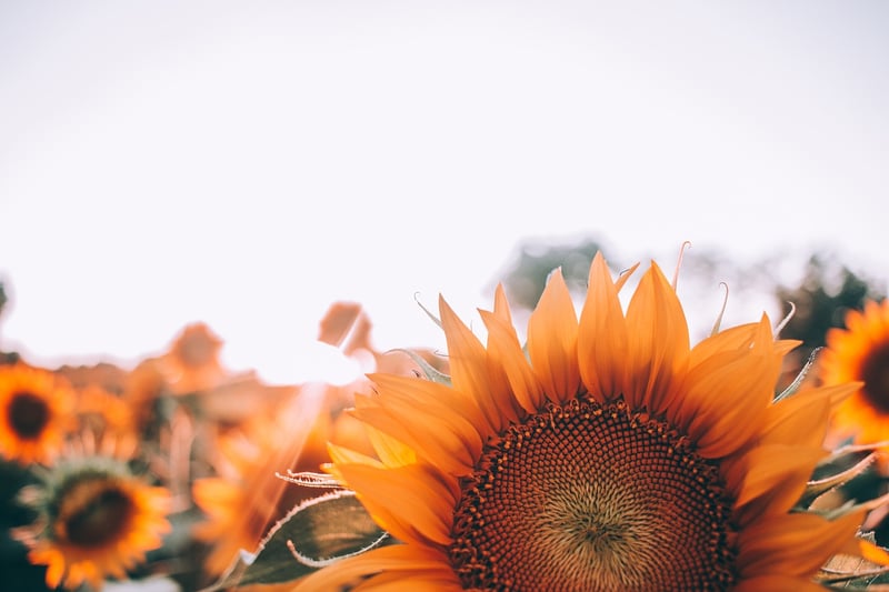 Sunflower Garden